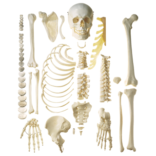 Unmounted Human Half- Skeleton- Male