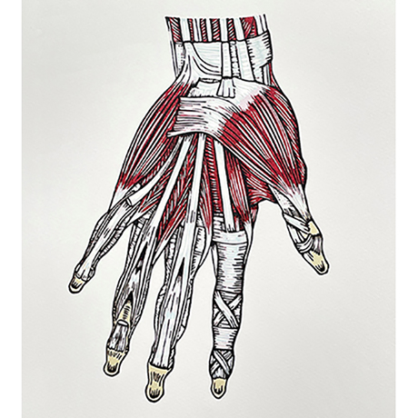 Anatomy print 2: ‘Muscles of the Hand’