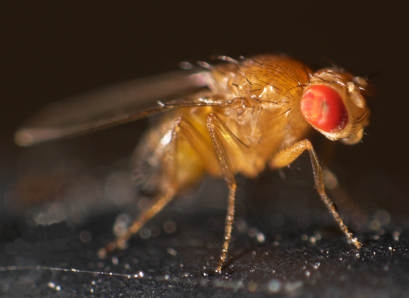 Drosophila Fly