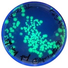 GFP plate