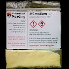 MS medium + agar