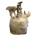 Oyster mushroom starter culture