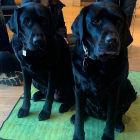 Image of 2 black Labradors sat down