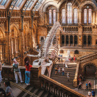 Skeleton of a blue whale suspended from the ceiling of the Natural History Museum