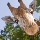 Image of a giraffe