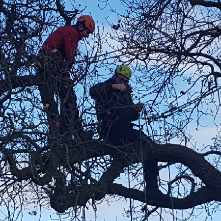 C&G Level 2 Award in Tree Climbing & Rescue