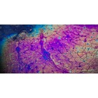 Thinking about Biofilms like a Physicist