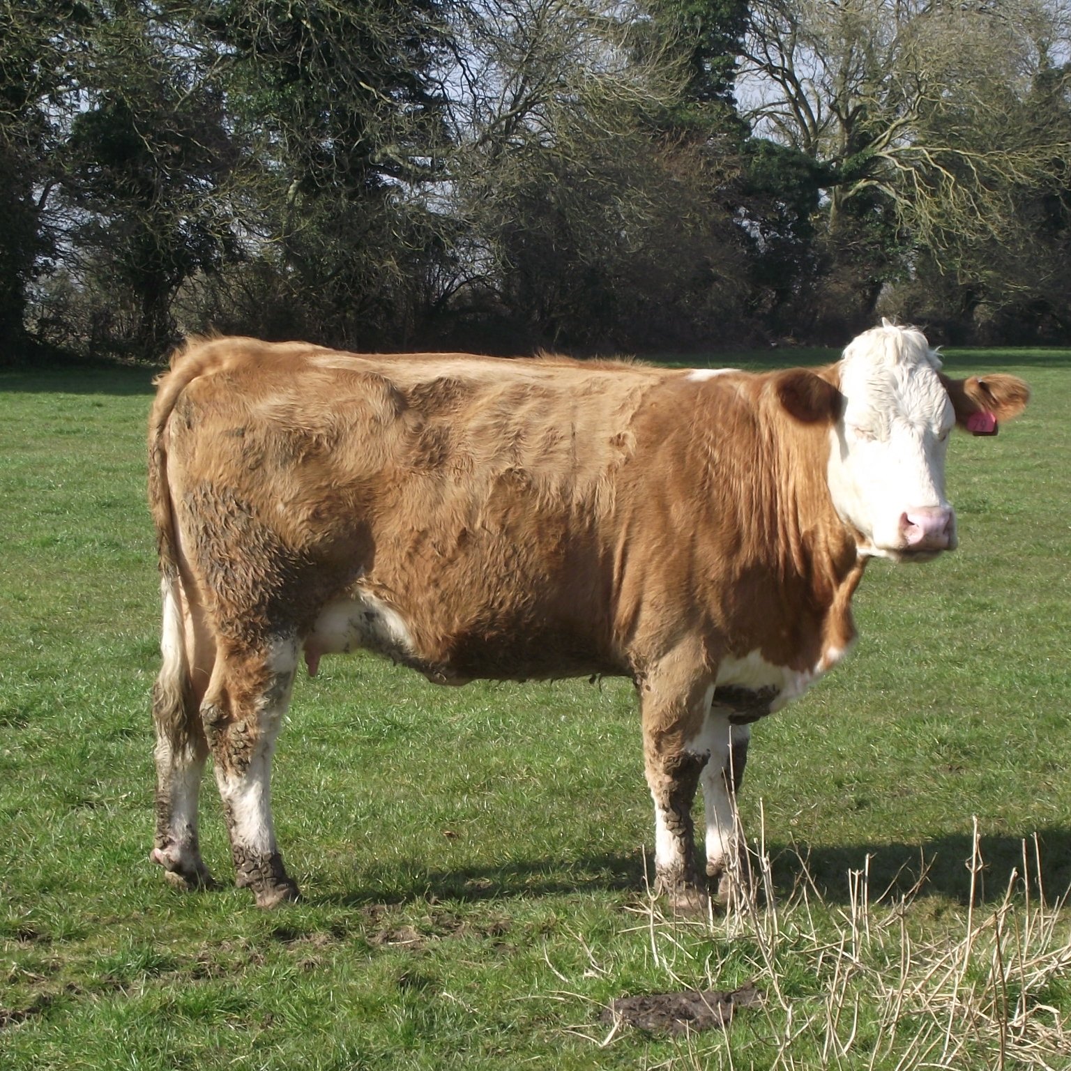 Cow