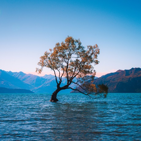Tree stood in water