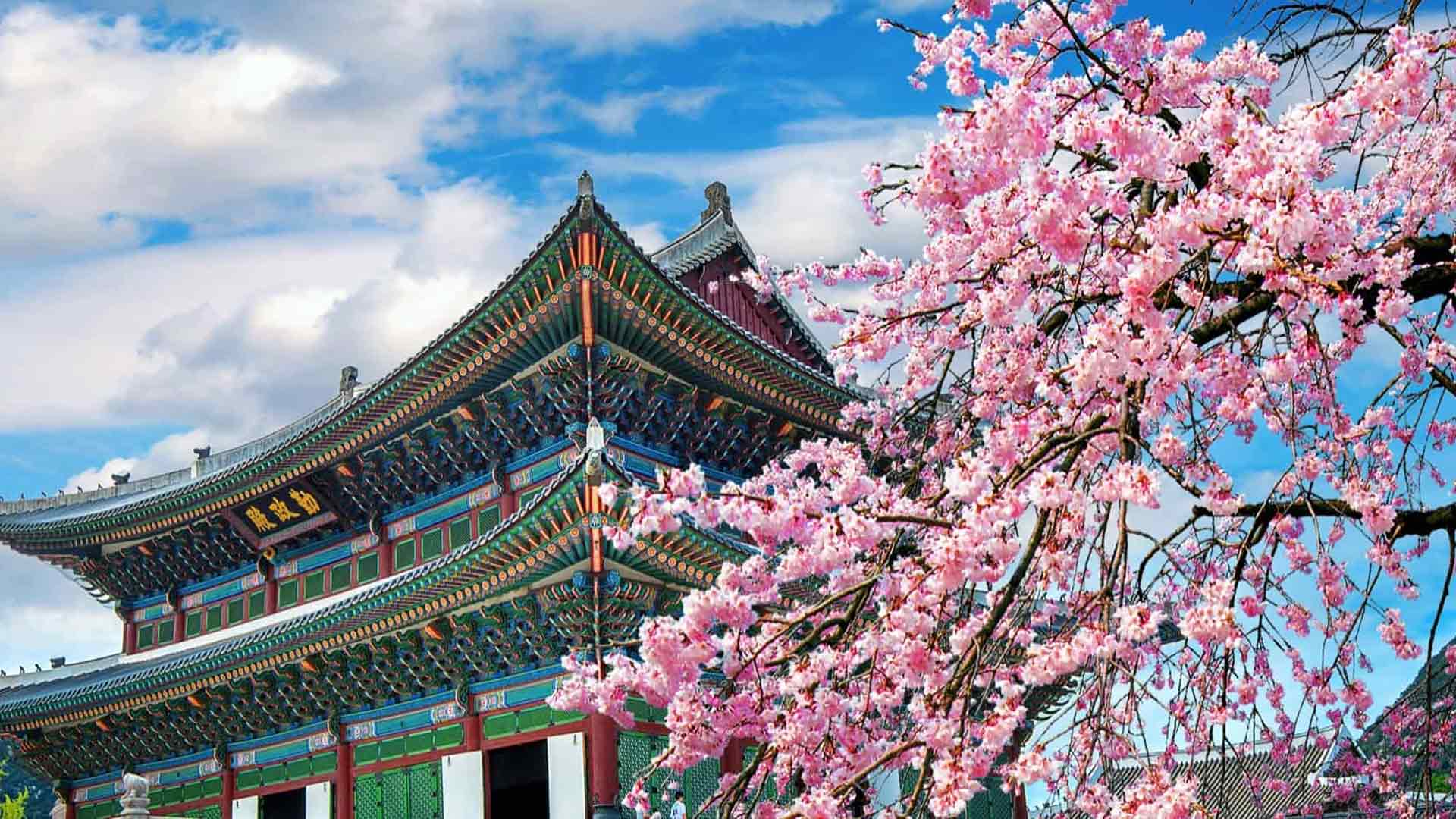 Image of a temple in South Korea next to a cherry blossom tree