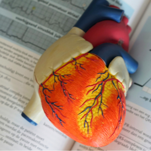 Model of a heart, resting on an open text book.