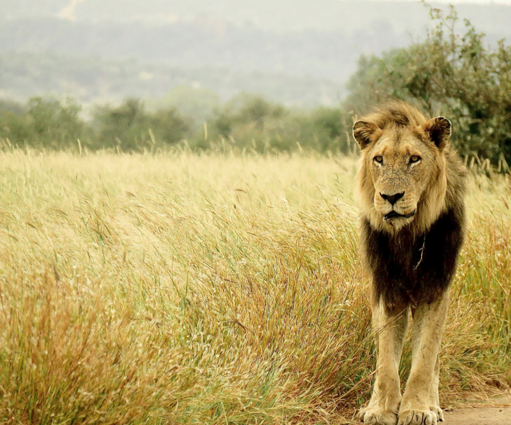 lion