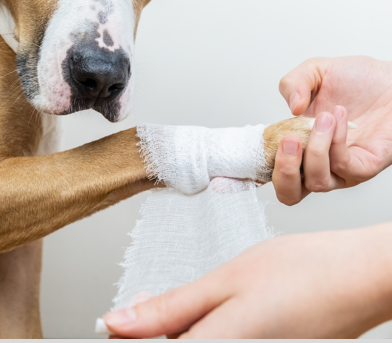 Animal 1st Aid