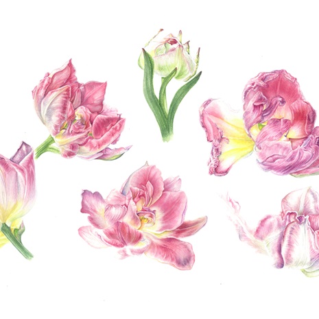 Advanced Botanical Drawing Tulips