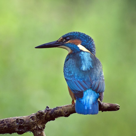 Kingfisher - wildlife photography at NTU