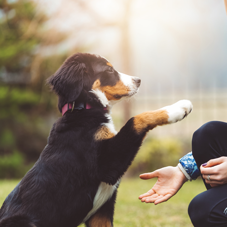 ARES Puppy Training