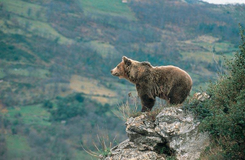 2025 BSc/FdSc Wildlife Conservation - Field trip to Somiedo (Spain)