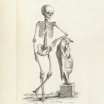 Image of a skeleton