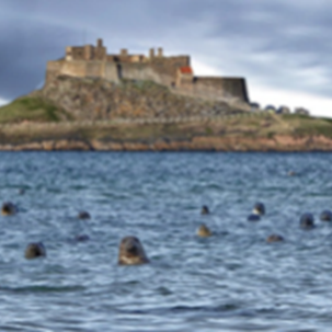 Picture of Lindisfarne