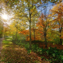 Woods near Wychcroft