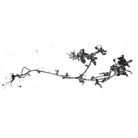 Picture of a tree branch