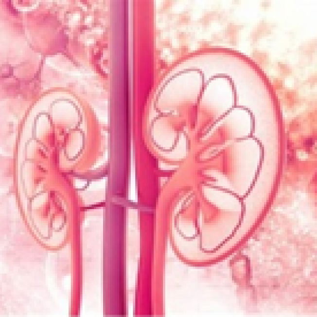 Image of kidneys