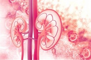 An image of Kidneys