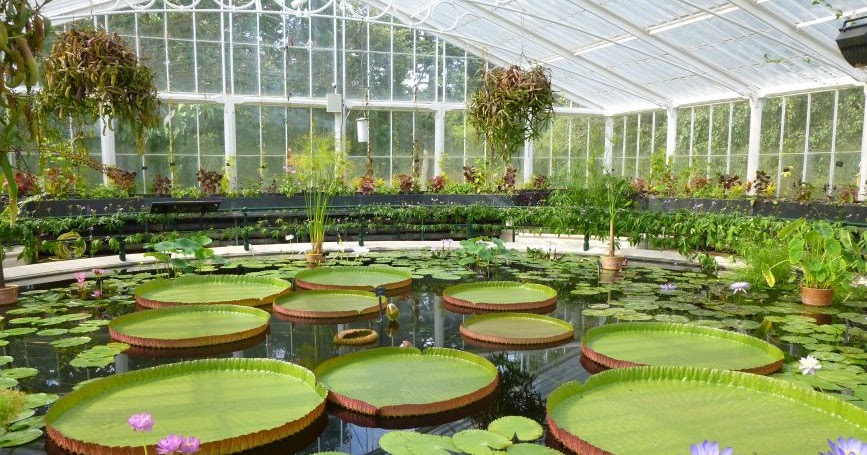 Kew Gardens - Waterlilies