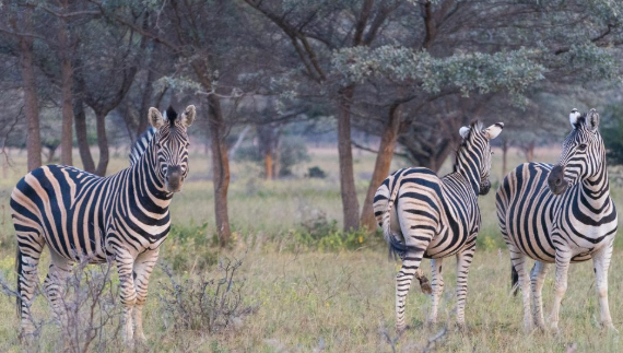 Zeebras