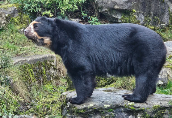 Animal Enrichment