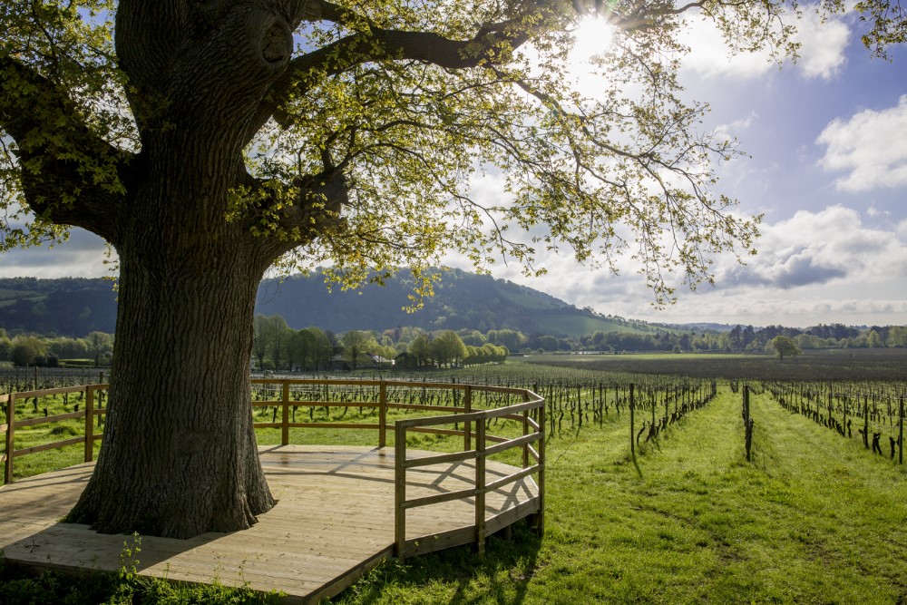 DenbiesWine Estate